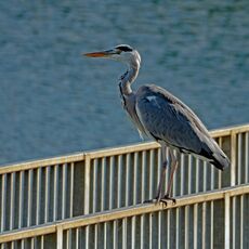 Heron, Grimsbury Reservoir