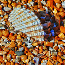 Solitary Shell