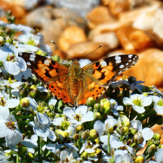 Painted Lady at Dungeness