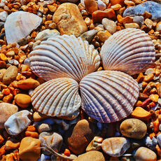 Four Shells at Dungeness