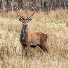 Scottish Stag