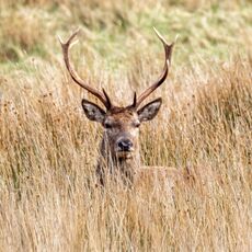 Scottish Stag