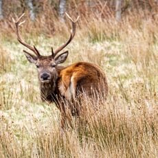 Scottish Stag