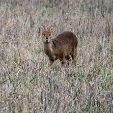 A Water Deer
