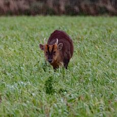 Burnham Market Muntjac