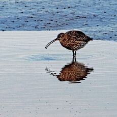 A curlew at Holme Dunes
