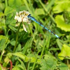 Damselfly