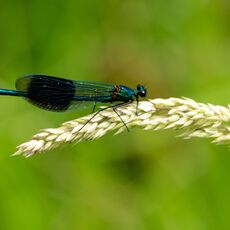 Damselfly