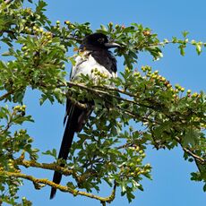 Magpie