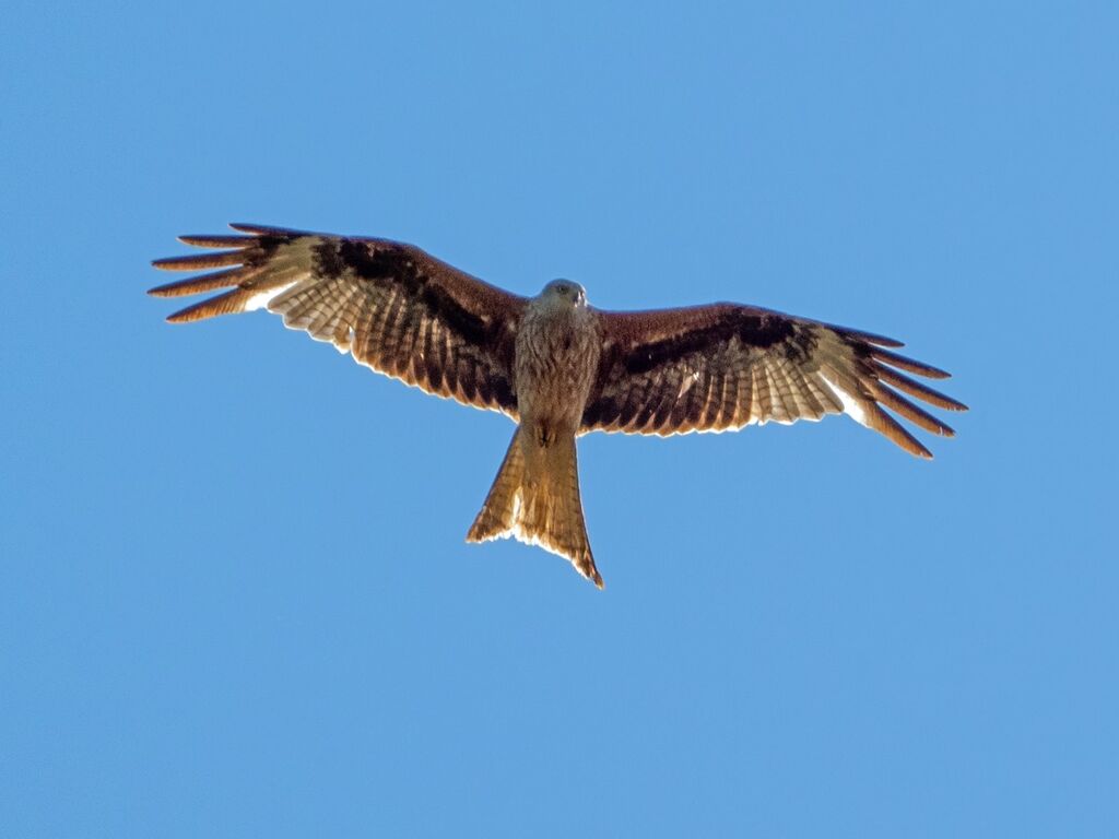 Astwick Red Kite 1