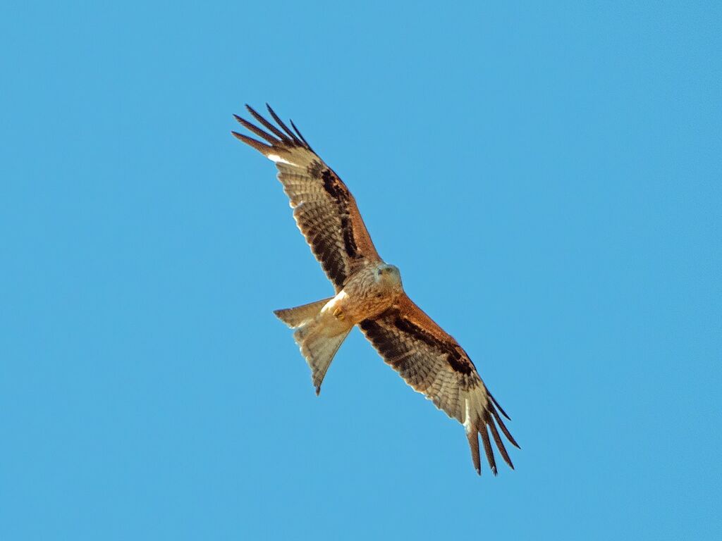 Astwick Red Kite 2