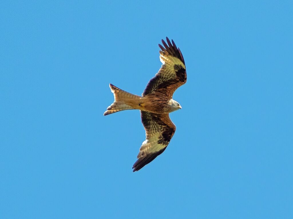 Astwick Red Kite 3