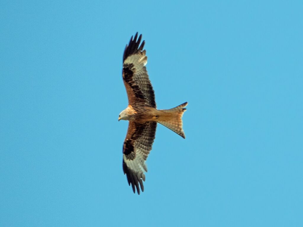 Astwick Red Kite 5