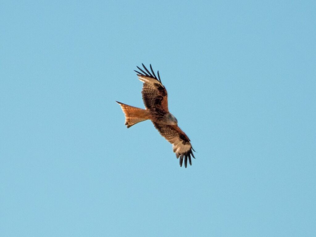 Astwick Red Kite 6