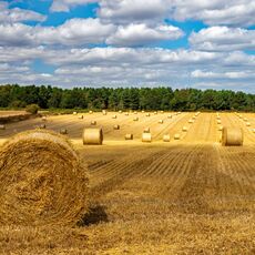 Blaxhall Straw