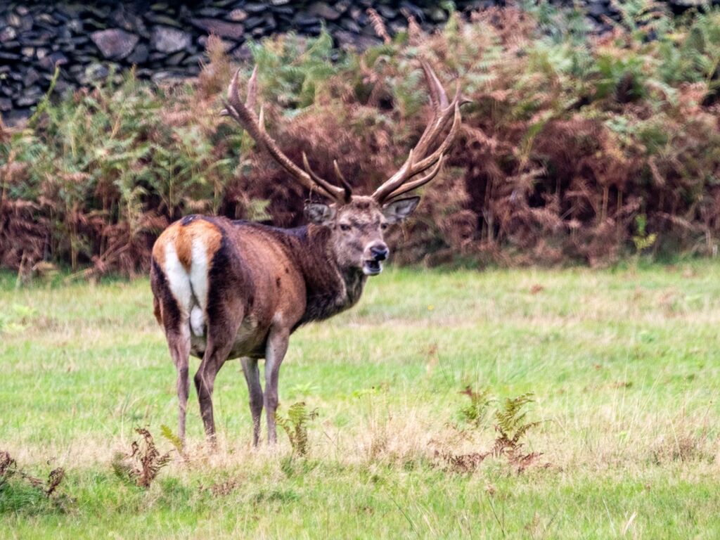 Bradgate Park Large Stag