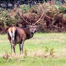 Bradgate Park Large Stag