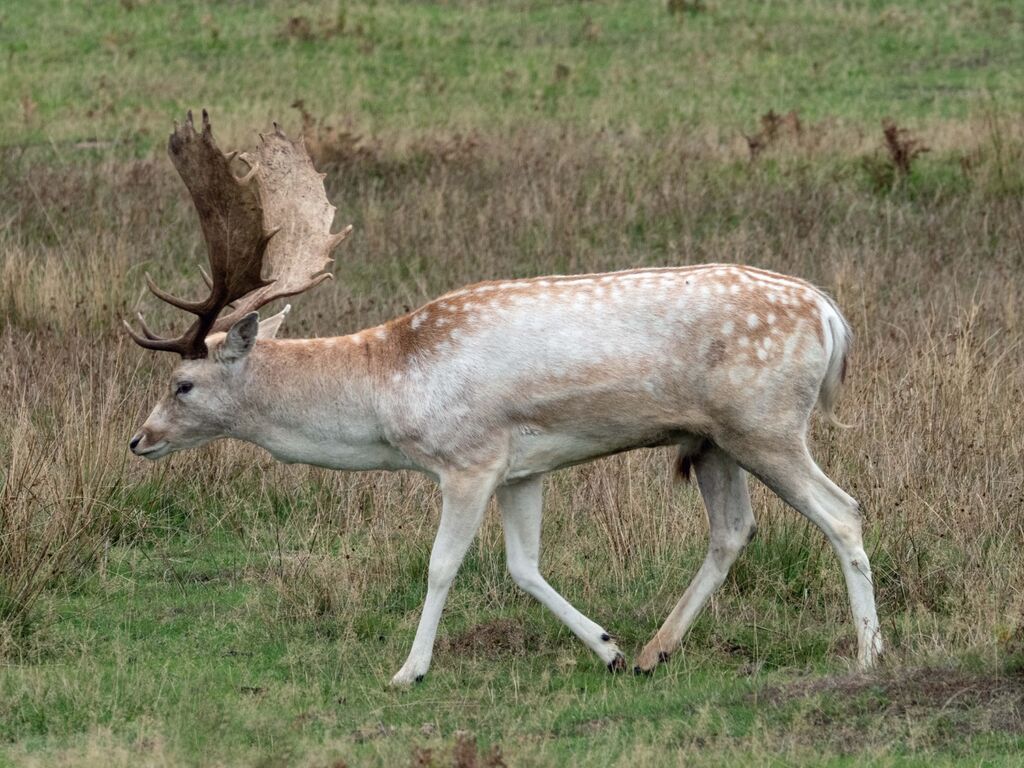 Bradgate Park Stag