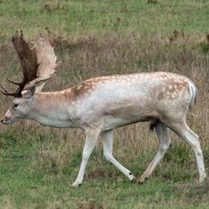 Bradgate Park Stag