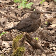 Blackbird, Spiceball  Park