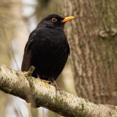 Blackbird, Spiceball Park