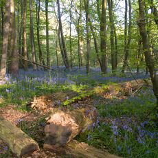 Stoke Woods Bluebells