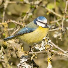 Blue Tit, Spiceball Park