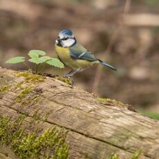 Blue Tit, Spiceball Park