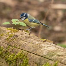 Blue Tit, Spiceball Park