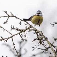 Blue Tit, Spiceball Park