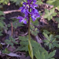 Stoke Woods Bluebell