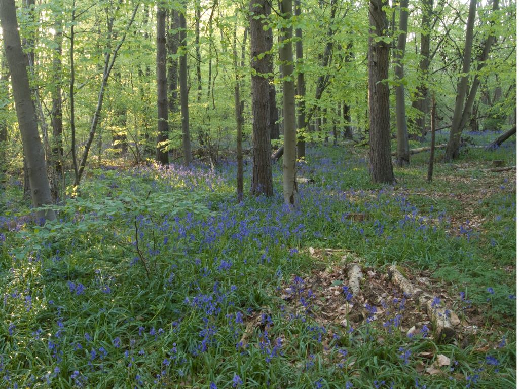 Bluebells at Stoke Woods