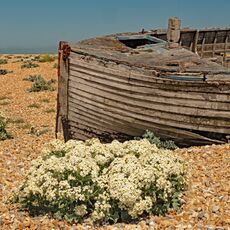 Abandoned Boat at Dungeness