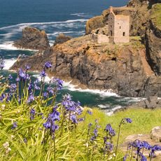 Botallack Bluebells