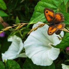 Gatekeeper Butterfly