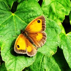 Gatekeeper Butterfly at Adderbury Lakes