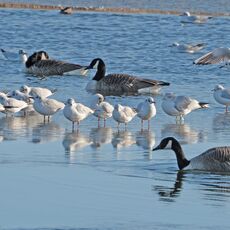 Caanada Geese and Gulls, Banbury Country Park