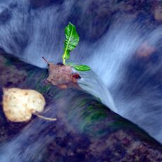 You Can't Grow There!