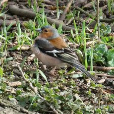Chaffinch, Spiceball Park