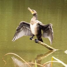Cormorant at Farnborough