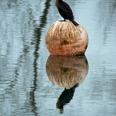 Cormorant, Grimsbury Reservoir