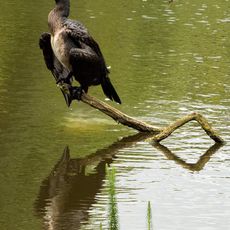 Cormorant  at Farnborough