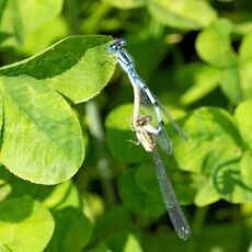 Damselflies