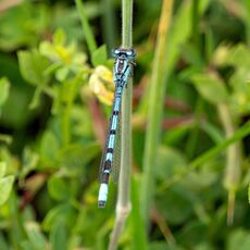 Damselfly