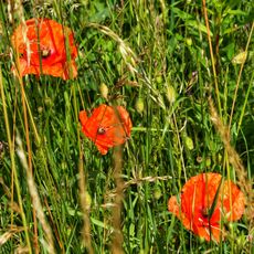 A Trio of Poppies