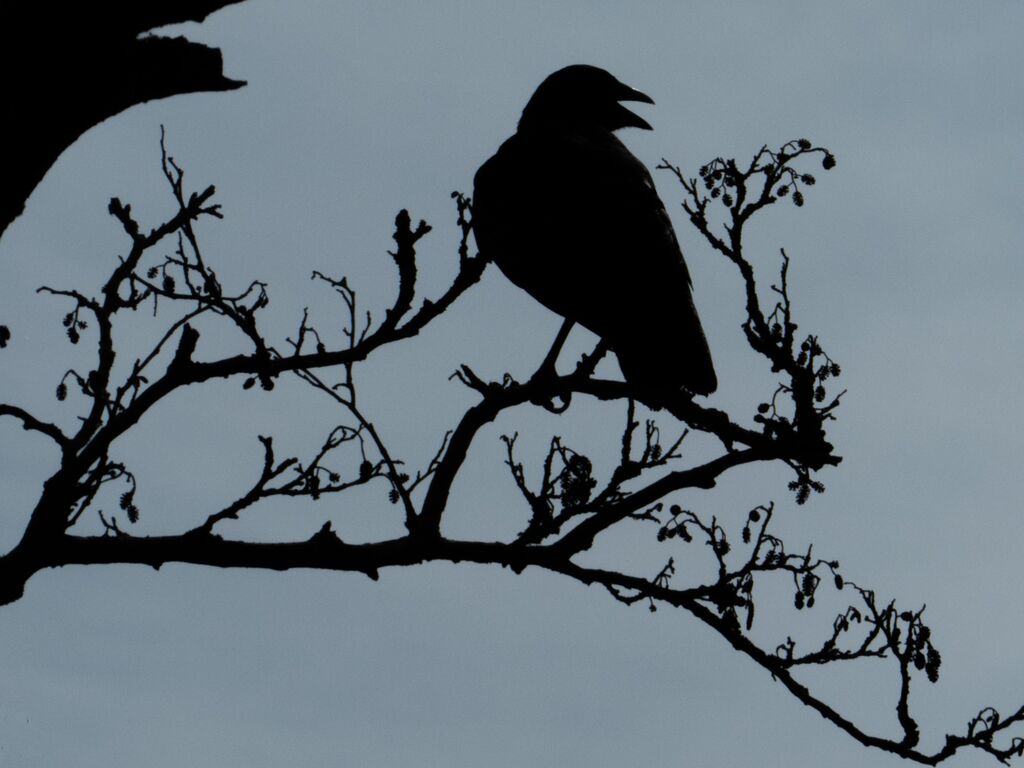 Crow Silhouette