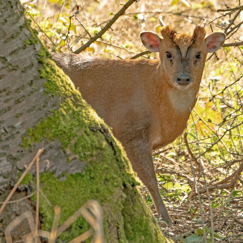 Muntjac, Banks of the River Cherwell