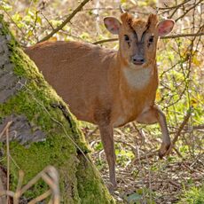 Muntjac, Banks of the River Cherwell