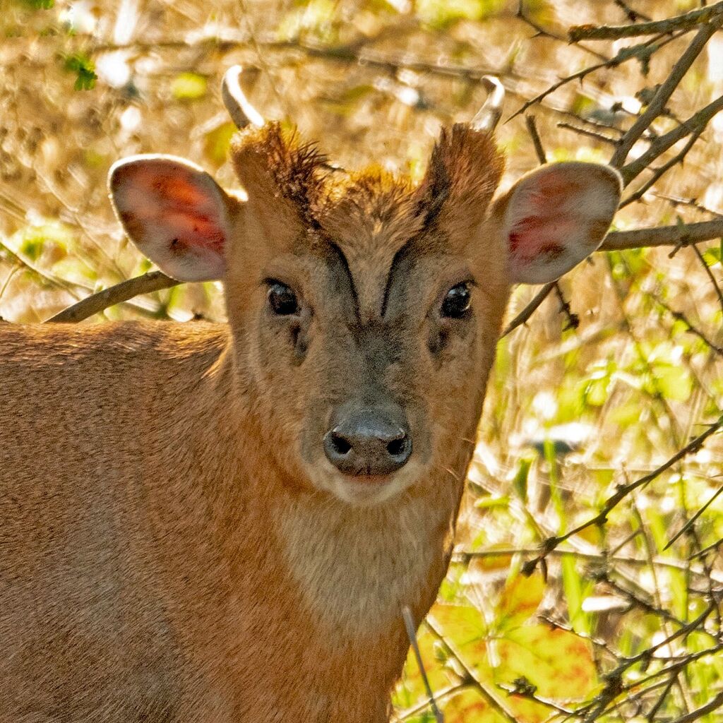 Muntjac, Banks of the River Cherwell