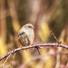 Dunnock, Grimsbury Reservoir